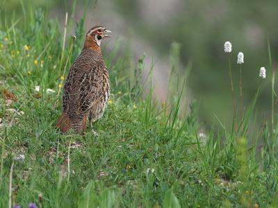 Tibetrebhuhn, Tibet-Rebhuhn (Perdix hodgsoniae), rufendes Maennchen, China, Qinghai, Tibetan plateau Tibetan partridge,-stock-foto