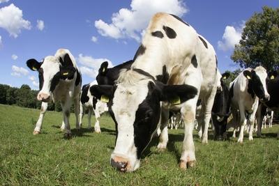 09.09.2004, Goerlsdorf, Brandenburg, DEU - Kuehe auf einer Weide. (Himmel, Wolke, Wolken, blau, Wiederkaeuer, Maul, Oek-stock-foto