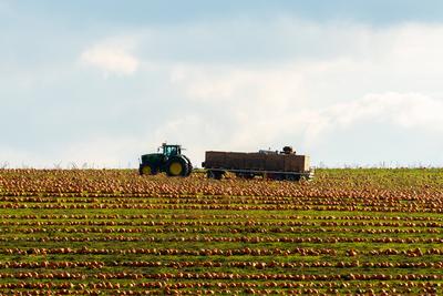 Bavaria, Germany - October 14, 2025: Field workers and tractors harvesting pumpkins in a field in Bavaria in the fall. R-stock-foto