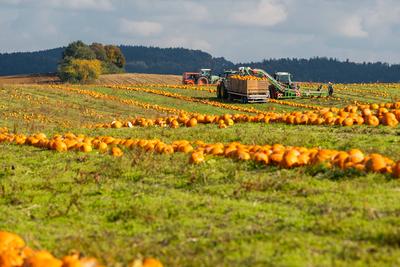 Bavaria, Germany - October 14, 2025: Field workers and tractors harvesting pumpkins in a field in Bavaria in the fall. R-stock-foto