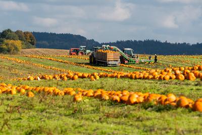 Bavaria, Germany - October 14, 2025: Field workers and tractors harvesting pumpkins in a field in Bavaria in the fall. R-stock-foto