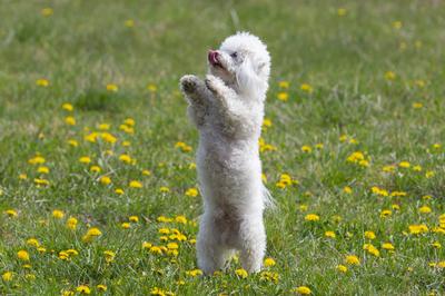 Der drei Jahre alte Bolonka Franzuska Charly auf einer Blumenwiese mit Lowenzahn am 18.04.2020 in der Naehe von Arnstadt-stock-foto