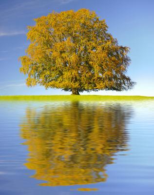 Eine Buche als Einzelbaum im Herbst-stock-foto