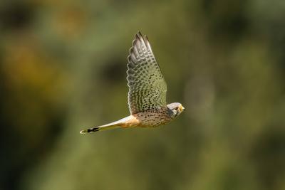 Ein Turmfalke fliegt bei Sonnenschein ?ber ein Feld. Gosheim Baden-W?rttemberg Deutschland *** A kestrel flies over a fi-stock-foto