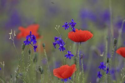 Klatschmohn Klatsch Mohn Papaver rhoeas mit Rittersporn Ungarn Common poppy Corn poppy Red po-stock-foto