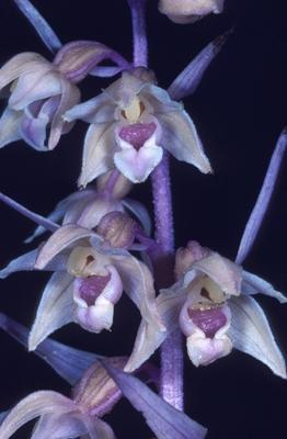 Bildnummer: 58533743  Datum: 03.03.2006  Copyright: imago/blickwinkelViolette Stendelwurz (Epipactis purpurata lusus erdneri), Detail der Bluetentraube, Deutschland, Hessen, Dehausen violet helleborine (Epipactis purpurata lusus erdneri), detail of the flower spike, Germany, Hesse, Dehausen BLW035171 xmk x0x 2006 hoch Aufmacher Pflanze Pflanzen Natur Orchidee Orchideen Knabenkrautgewaechse Sumpfwurz Stendelwurz orchid orchids helleborine geschuetzte Pflanze geschuetzte Pflanzen lila Bluete lila Blueten violette Bluete violette Blueten bluehen Bluete Blueten Blume Blumen lila violett violette violettes violetter mit lila Bluete mit lila Blueten mit violetter Bluete mit violetten Blueten Nahaufnahme Nahaufnahmen Macroaufnahme Macroaufnahmen Makroaufnahme Makroaufnahmen Makrofoto Makrofotos Makrophoto Makrofotografie Hochformat Europa europaeisch Mitteleuropa mitteleuropaeisch Deutschland deutsch Westdeutschland westdeutsch Hessen hessisch monochrom einfarbig Farbe Farben Orchidaceae Orchideengewaechs Orchideengewaechse Knabenkrautgewaechs Angiosperme Angiospermen monokotyle Pflanzen Monocotyledonae Wildpflanze Wildpflanzen Wildblume Wildblumen Flora Wildpflanzen Deutschland Bluetenstand Bluetenstaende Detail Details Schoenheit schoen Zartheit zart Zerbrechlichkeit zerbrechlich fragil zartgliedrig Filigranitaet filigran fein feingliedrig deutsche deutscher deutsches Europe European Central Europe Central European Germany German West of Germany Western German Hesse Hessian monochrome color colour colors colours lilac plant plants angiosperm angiosperms monocotyledons plants monocots flower flowers wild flower wild flowers native plant native plants inflorescence inflorescences raceme racemes petal petals farina pollen blossom organs blossom blossoms tender closeup close up close-up view macro shot macro shots macro photography panel format high size nature lilac blossom lilac blossoms protected plant protected plants  58533743 Date 03 03 2006 Copyright Imago Angle Violette Epipactis Epipactis purpurata lusus erdneri Detail the  Germany Hesse  Violet helleborine Epipactis purpurata lusus erdneri Detail of The Flower Spike Germany Hesse   xmk x0x 2006 vertical Highlight Plant Plants Nature Orchid Orchids knabenkrautgewaechse Marsh Wurz Epipactis Orchid Orchids helleborine protected Plant protected Plants purple Bluete purple Flowers Violette Bluete Violette Flowers bloom Bluete Flowers Flower Flowers purple Violet Violette violet violet with purple Bluete with purple Flowers with violet Bluete with violet Flowers Close-up Close-ups macro recording macro recordings Macro recording Macro shots Macro photo macro photos macro photo Macro photography Portrait Europe Eisch Europe Central Europe Central European Germany German West German country West Hesse Hessisch monochrome monochrome Color Colours Orchidaceae Orchideengewaechs Orchideengewaechse knabenkrautgewaechs angiosperms angiosperms  monocotyledonous Plants monocotyledonae Wild plant Wild plants Wild flower Wild flowers Flora Wild plants Germany Bluetenstand inflorescences Detail Details Beauty Schoen Tenderness delicate fragility fragile fragile Lown zartgliedrig filigree filigree Fine slender German German German Europe European Central Europe Central European Germany German WEST of Germany Western German Hesse Hessian monochrome Color Colour Colors Colours lilac plant Plants angiosperms angiosperms  Plants monocots Flower Flowers Wild Flower Wild Flowers NATIVE plant NATIVE Plants inflorescences inflorescences raceme raceme Petal Petals Farina Pollen Blossom Institution Blossom Blossoms Tender closeup Close up Close up View Macro Shot Macro Shots Macro Photography Panel Format High Size Nature lilac Blossom lilac Blossoms Protected plant Protected Plants-stock-foto