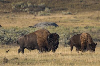 USA, Rocky Mountains, Wyoming, Yellowstone, National Park, UNESCO, World Heritage, Bison stampede in Hayden valley PUBLI-stock-foto