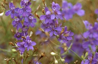 Bildnummer: 55905365  Datum: 26.02.2010  Copyright: imago/blickwinkelfeldrittersporn, feld-rittersporn, acker-rittersporn, ackerrittersporn (consolida regalis, delphinium consolida), bl?hend forking larkspur, field larkspur (consolida regalis, delphinium consolida), blooming blw048776 kbdig 2010 quer ranunculace? pflanze pflanzen botanik angiosperme angiospermen dikotyle pflanzen dicotyledon? ackerwildkraut ackerwildkr?uter ackerunkraut ackerunkr?uter unkraut unkr?uter segetalpflanze segetalpflanzen ackerrand ackerr?nder acker ?cker feld felder ackerrandstreifen giftpflanze giftpflanzen giftig wildpflanzen deutschland wildpflanzen deutschlands wildpflanze wildpflanzen wildblume wildblumen flora deutschland bl?hen bl?hend bl?hende bl?hender bl?hendes bl?ht bl?te mit bl?te mit bl?ten bla? bl?te bla? bl?ten bl?ten blume blumen blau violette bl?te violette bl?ten lila bl?te lila bl?ten lila violett gef?hrdete art gef?hrdete arten gef?hrdete pflanzenart gef?hrdete pflanzenarten querformat kraut kr?uter einj?hrig einj?hriges kraut einj?hrige kr?uter plant plants botany angiosperm angiosperms dicotyle plants dicotyledonous plants dicots segetal weed segetal weeds weed weeds field fields arable land field boundary poisonous plant poisonous plants poisonous toxic wild flower wild flowers native plant native plants wild plant wild plants germany blooming flourishing flowering flowers flower bloom with flower with flowers bl? blossom bl? blossoms bl? flower bl? flowers blossom blossoms bl? lilac blossom lilac blossoms violet blossom violet blossoms lilac flower lilac flowers violet flower violet flowers lilac violet endangered species endangered plant endangered plants horizontal format herb herbs annual annual herb annual herbs  55905365 Date 26 02 2010 Copyright Imago Angle Field larkspur Field Larkspur Acker Larkspur Arable larkspur Consolida regalis Delphinium Consolida blooming forking larkspur Field larkspur Consolida regalis Delphinium Consolida blooming  Kbdig 2010 horizontal Ranunculaceae Plant Plants Botany angiosperms angiosperms  dicotyledon Plants Dicotyledonae Arable Weed Arable wild Arable weeds Arable weeds Weeds Weeds Segetalpflanze Segetalpflanzen Arable edge arable margins Acker Fields Field Fields Field margins Poison plant Poisonous plants toxic Wild plants Germany Wild plants Germany Wild plant Wild plants Wild flower Wild flowers Flora Germany bloom blooming Blooming Bl?hender Bl?hendes blossoms blossom with blossom with blossoms blue blossom blue blossoms blossoms Flower Flowers Blue Violette blossom Violette blossoms purple blossom purple blossoms purple Violet vulnerable Art vulnerable Species vulnerable Plant vulnerable Plant species Landscape Cabbage Herbs Half One year Cabbage year Herbs plant Plants Botany angiosperms angiosperms dicotyle Plants dicotyledonous Plants dicot segetal WEED segetal WEEDS WEED WEEDS Field Fields execute arable Country Field Boundary  plant  Plants  Toxic Wild Flower Wild Flowers NATIVE plant NATIVE Plants Wild plant Wild Plants Germany blooming flourishing flowering Flowers Flower Bloom With Flower With Flowers blue Blossom blue Blossoms blue Flower blue Flowers Blossom Blossoms blue lilac Blossom lilac Blossoms Violet Blossom Violet Blossoms lilac Flower lilac Flowers Violet Flower Violet Flowers lilac Violet Endangered Species Endangered plant Endangered Plants horizontally Format Herb Herbs Annual Annual Herb Annual Herbs-stock-foto