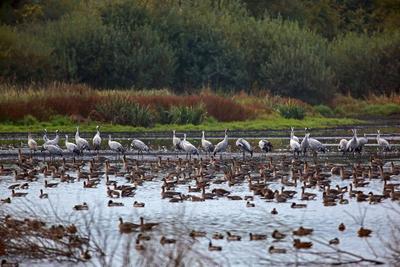 Kranich, Graukranich, Grau-Kranich, Grauer Kranich, Eurasischer Kranich (Grus grus), Kranich und Saatgaense (Anser fabal-stock-foto