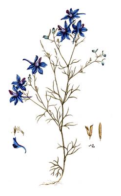 Delphimum consolida, Gew?hnlicher Feldrittersporn, digitale Reproduktion einer historischen Vorlage, zwischen 1790 bis 1-stock-foto