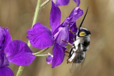 Feldrittersporn Feld Rittersporn Acker Rittersporn Ackerrittersporn Consolida regalis Delphiniu-stock-foto