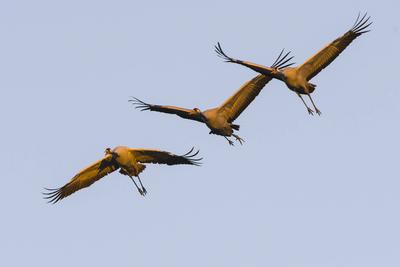 Kranichzug im Herbst in Linum Kranichzug im Herbst in Linum . Common Crane migration in autumn in Linum. Copyright: xZoo-stock-foto