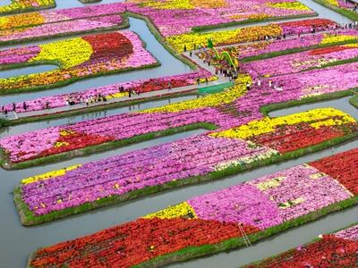Blooming Chrysanthemums in Qianduo Scenic Area-stock-foto