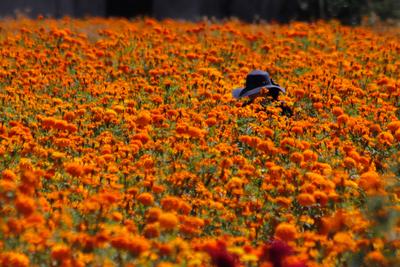 Cempasuchil Flower Field heading to Dia de Muertos Celebration-stock-foto