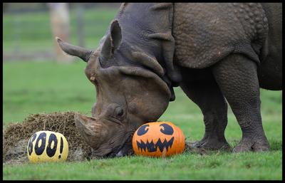 Halloween at Whipsnade Zoo-stock-foto