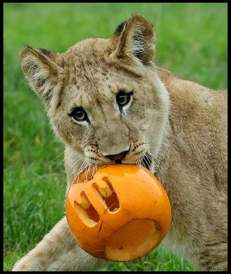 Halloween at Whipsnade Zoo-stock-foto