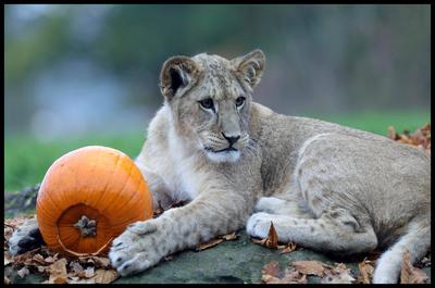 Halloween at Whipsnade Zoo-stock-foto