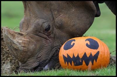 Halloween at Whipsnade Zoo-stock-foto
