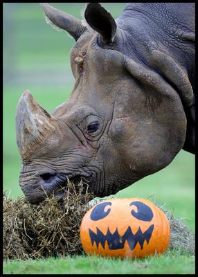 Halloween at Whipsnade Zoo-stock-foto