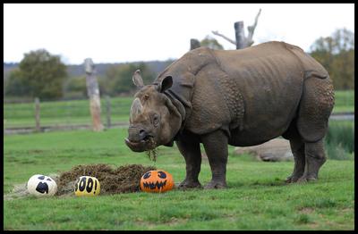 Halloween at Whipsnade Zoo-stock-foto