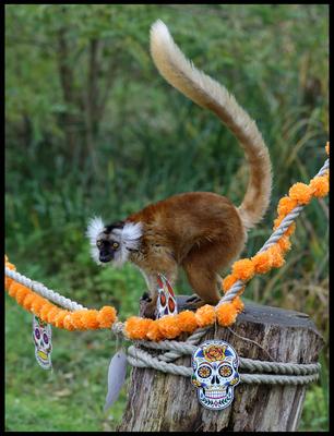 Halloween at Whipsnade Zoo-stock-foto