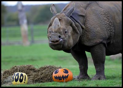 Halloween at Whipsnade Zoo-stock-foto