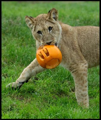 Halloween at Whipsnade Zoo-stock-foto