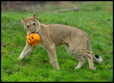 Halloween at Whipsnade Zoo-stock-foto