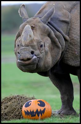 Halloween at Whipsnade Zoo-stock-foto