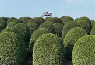 HANGZHOU, CHINA - OCTOBER 28: Aerial view of tourists viewing osmanthus trees trimmed into ball shapes in full bloom at-stock-foto