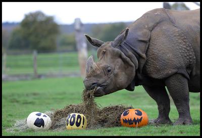 Halloween at Whipsnade Zoo-stock-foto