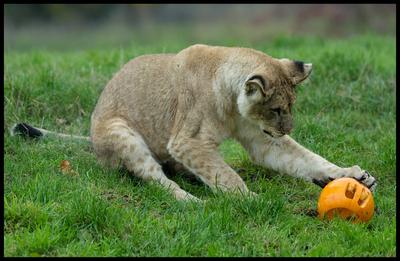 Halloween at Whipsnade Zoo-stock-foto