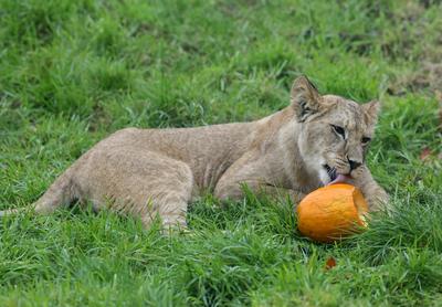 Halloween at Whipsnade Zoo-stock-foto