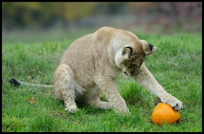 Halloween at Whipsnade Zoo-stock-foto