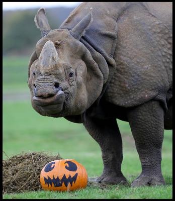 Halloween at Whipsnade Zoo-stock-foto