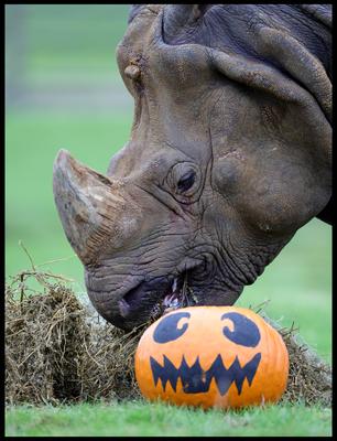 Halloween at Whipsnade Zoo-stock-foto