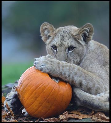 Halloween at Whipsnade Zoo-stock-foto