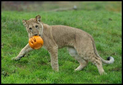 Halloween at Whipsnade Zoo-stock-foto
