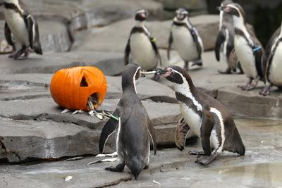 RECORD DATE NOT STATED Halloween im Eismeer im Tierpark Hagenbeck. Dort wurden einen Tag vor Halloween K?rbisse f?r die-stock-foto