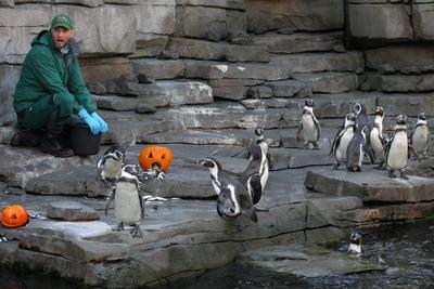 RECORD DATE NOT STATED Halloween im Eismeer im Tierpark Hagenbeck. Dort wurden einen Tag vor Halloween K?rbisse f?r die-stock-foto