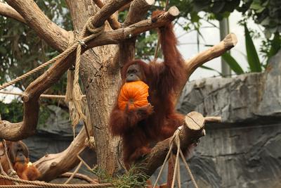 RECORD DATE NOT STATED Halloween im Orang-Utan-Haus im Tierpark Hagenbeck. Dort wurden einen Tag vor Halloween K?rbisse-stock-foto
