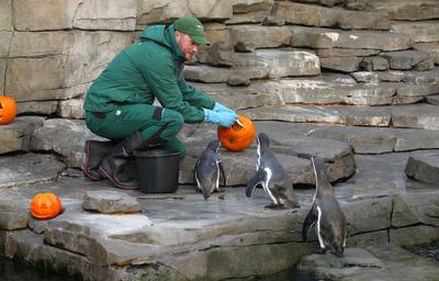RECORD DATE NOT STATED Halloween im Eismeer im Tierpark Hagenbeck. Dort wurden einen Tag vor Halloween K?rbisse f?r die-stock-foto