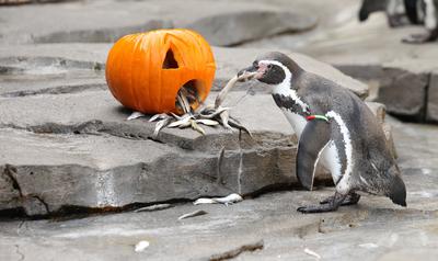 RECORD DATE NOT STATED Halloween im Eismeer im Tierpark Hagenbeck. Dort wurden einen Tag vor Halloween K?rbisse f?r die-stock-foto