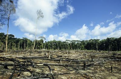Brasilien Amazonas Regenwald BRASILIEN Amazonas, abgeholzter Regenwald im Gebiet der Indianer vom Stamm der Madiha, auch-stock-foto