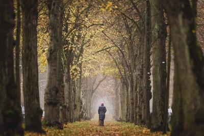 Eine Frau spaziert durch eine bunte Allee in Berlin, 16.11.2022. Berlin Deutschland *** A woman walks through a colorful-stock-foto