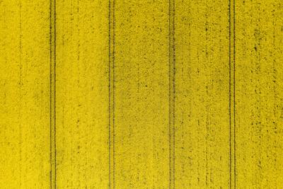 News Bilder des Tages Field of rapeseed, Christiansfeld, Denmark Christiansfeld, Denmark. 19th, May 2021. A field of rap-stock-foto