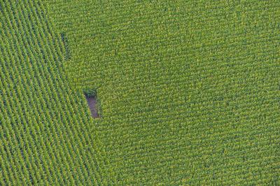 Landwirtschaft, Mais Anbau Mais (Zea mays), Maisfeld von oben, Luftbild, Deutschland, Schleswig-Holstein Indian corn, ma-stock-foto