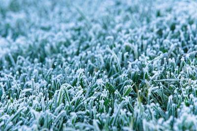 Rasen mit Raureif bedeckt - Gras nach K?lteeinbruch und Frost *** Turf with Hoarfrost covered Grass to Cold snap and Fro-stock-foto
