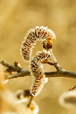Espe, Zitterpappel, Zitter-Pappel, Aspe (Populus tremula), maennliche Kaetzchen, Deutschland European aspen (Populus tre-stock-foto