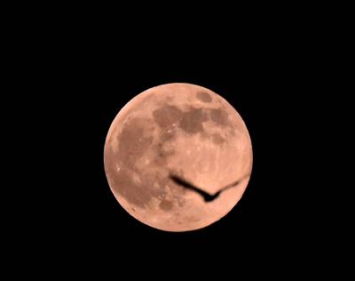 Beaver Moon Shines Bright In New Delhi-stock-foto